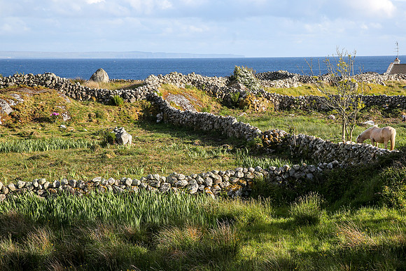CornaRon-0588