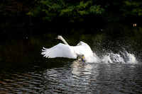 SWAN STEPHENS GREEN 2023-21