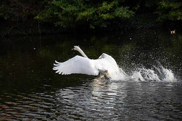 SWAN STEPHENS GREEN 2023-21
