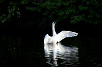 SWAN STEPHENS GREEN 2023-22
