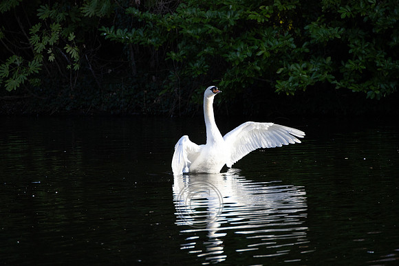 SWAN STEPHENS GREEN 2023-22