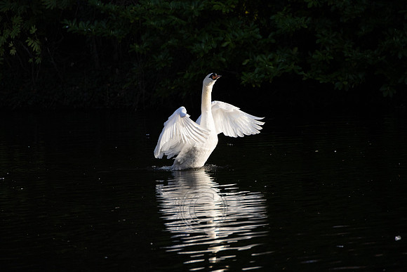 SWAN STEPHENS GREEN 2023-23