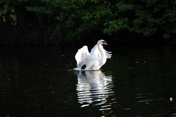 SWAN STEPHENS GREEN 2023-24