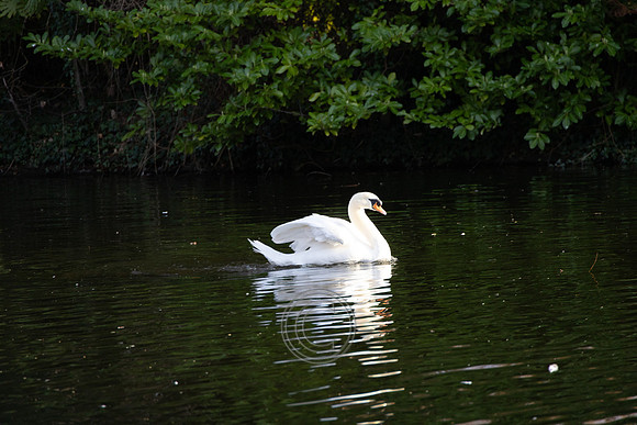 SWAN STEPHENS GREEN 2023-25
