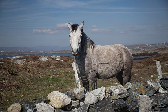 NahOileáin_2017-0166