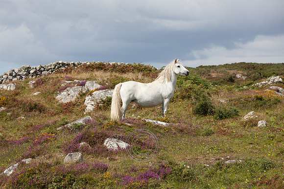 AnCheathruRua-041