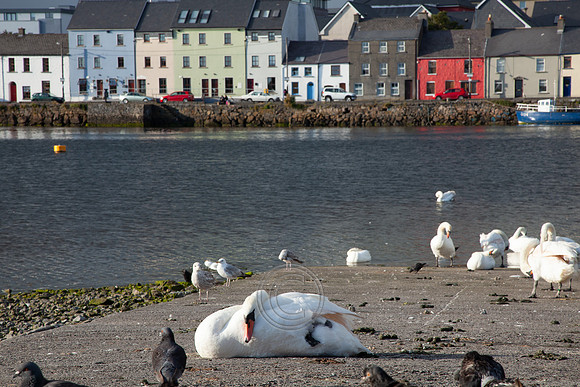 CLADACH CLADDAGH 2013-004