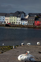 CLADACH CLADDAGH 2013-006