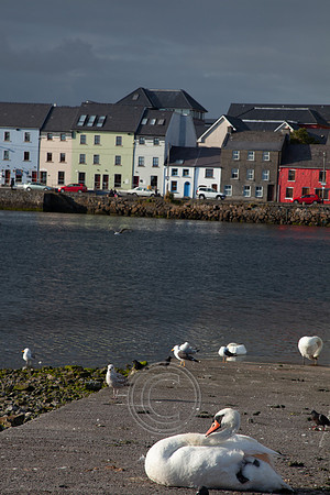 CLADACH CLADDAGH 2013-006