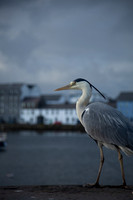 CLADACH CLADDAGH 2013-012