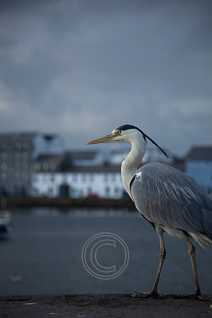 CLADACH CLADDAGH 2013-012