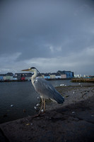 CLADACH CLADDAGH 2013-014