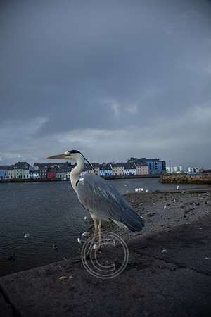 CLADACH CLADDAGH 2013-014