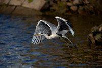 CLADACH CLADDAGH 2013-016
