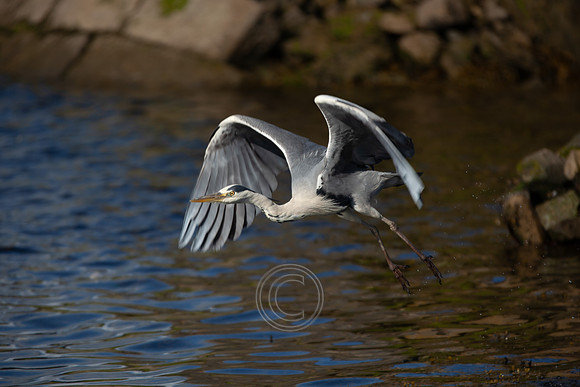 CLADACH CLADDAGH 2013-016