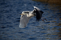 CLADACH CLADDAGH 2013-015