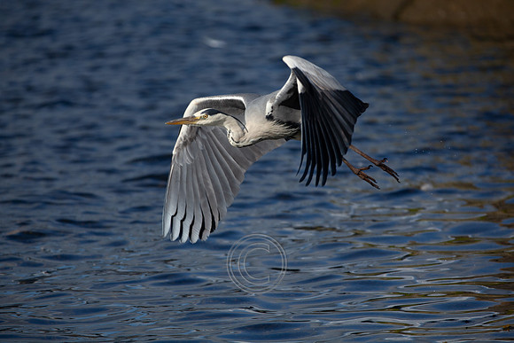 CLADACH CLADDAGH 2013-015