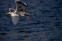 CLADACH CLADDAGH 2013-017