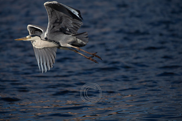 CLADACH CLADDAGH 2013-017