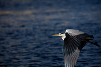 CLADACH CLADDAGH 2013-018