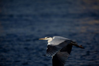 CLADACH CLADDAGH 2013-019