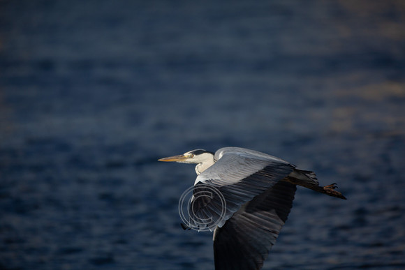 CLADACH CLADDAGH 2013-019