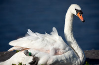 CLADACH CLADDAGH 2013-020