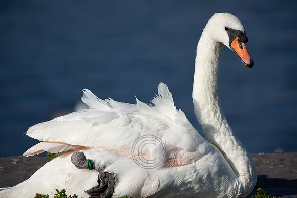 CLADACH CLADDAGH 2013-020