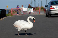 CLADACH CLADDAGH 2013-022