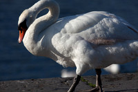 CLADACH CLADDAGH 2013-024