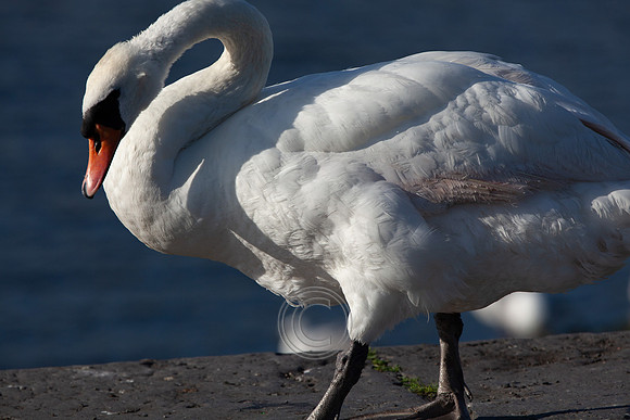 CLADACH CLADDAGH 2013-024