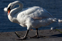 CLADACH CLADDAGH 2013-025