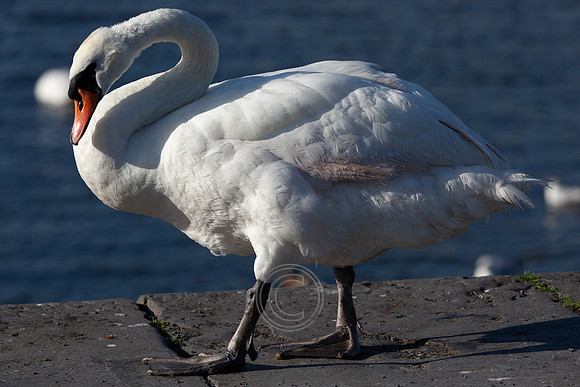 CLADACH CLADDAGH 2013-025