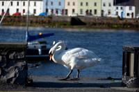 CLADACH CLADDAGH 2013-026