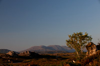 ROUNDSTONE BOG 2013-4356