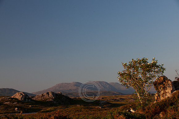 ROUNDSTONE BOG 2013-4356