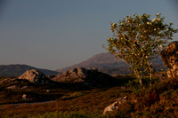 ROUNDSTONE BOG 2013-4362