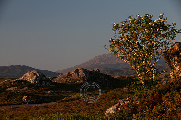 ROUNDSTONE BOG 2013-4362