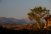 ROUNDSTONE BOG 2013-4364