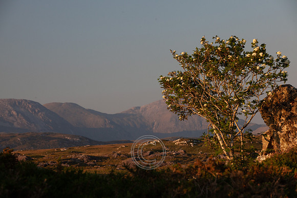 ROUNDSTONE BOG 2013-4364