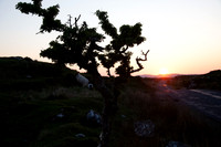 ROUNDSTONE BOG 2013-4375