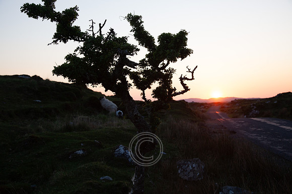 ROUNDSTONE BOG 2013-4375