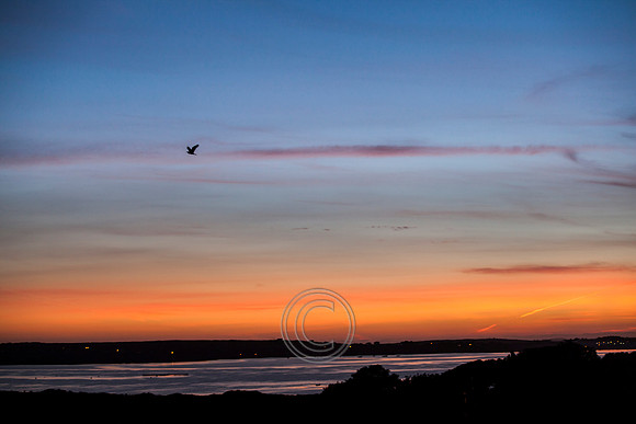 Heron_at_Sunset_24x16