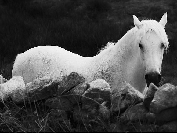 024 Pony at wall
