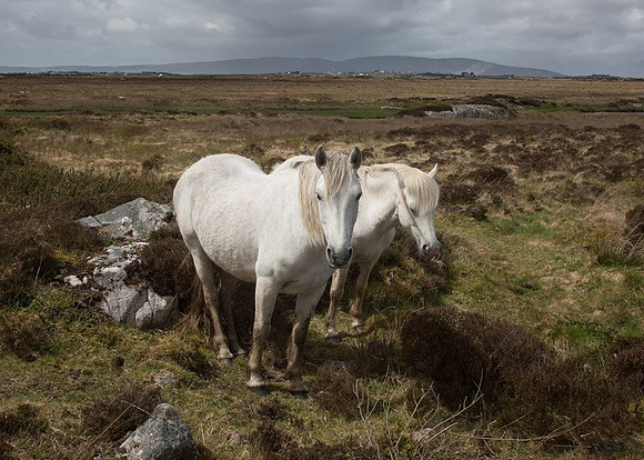 023 Two Ponies bog