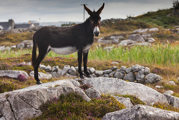 021 Donkey-2-Edit 19