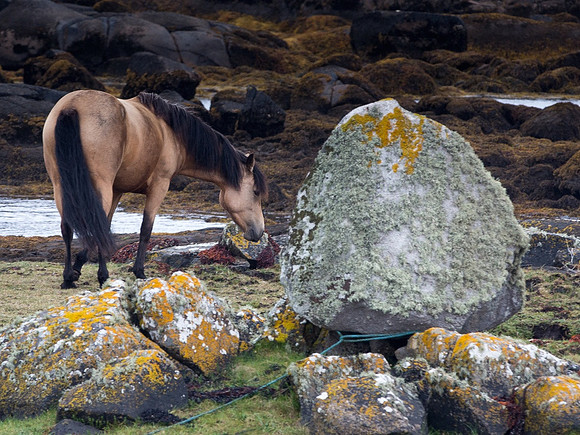 025 pony rock 24