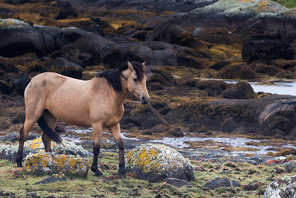 073 pony shore