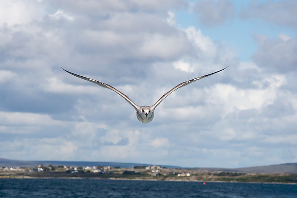 035 Seagull 33