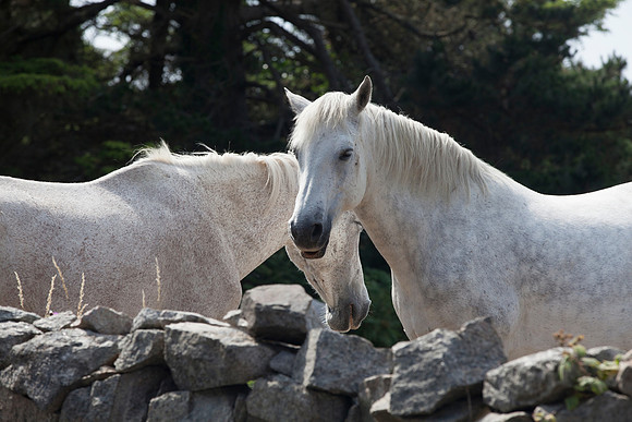 071 Ponies reversed